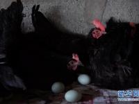 高原彝乡：“飞鸡”孵出“致富蛋”