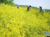 河北丰润：中药材种植开辟增收新路径