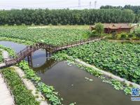 河北香河：荷花盛开乐游人
