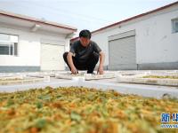 河北巨鹿：小小金银花 扶贫大产业