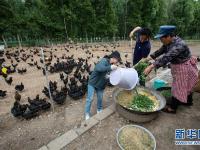 高原彝乡：“飞鸡”孵出“致富蛋”