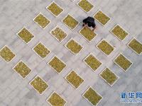 河北巨鹿：小小金银花 扶贫大产业