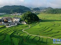 贵州高坡夏日即景
