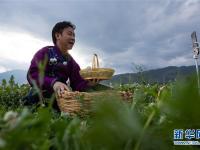 高原彝乡：“飞鸡”孵出“致富蛋”