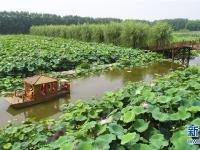 河北香河：荷花盛开乐游人