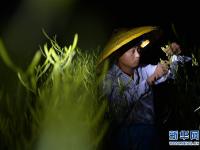 湖南祁东：致富“黄花”分外香