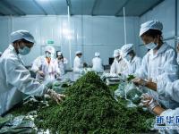 贵州桐梓：花椒产业促增收
