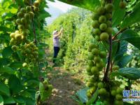 河北丰润：中药材种植开辟增收新路径