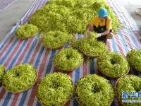 湖南祁东：致富“黄花”分外香