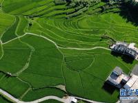 贵州高坡夏日即景
