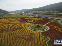 “两花经济”引领老林区蝶变