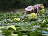 广西柳州：九品香水莲花采摘忙