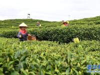 福建福鼎：畲乡特色产业助乡村振兴