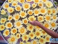 广西柳州：九品香水莲花采摘忙