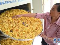 广西柳州：九品香水莲花采摘忙
