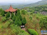 福建福鼎：畲乡特色产业助乡村振兴