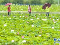 河北永清：荷花盛开乐游人