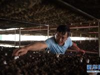 云南西畴：巴西菇助村民增收