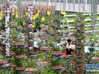 河南开封：现代农业产业园里庆丰收