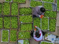 山东荣成：无花果秋果上市