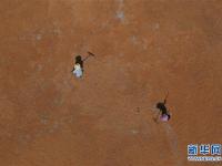 浙江临安：山核桃开杆采收