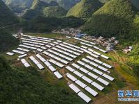 云南西畴：巴西菇助村民增收