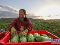 宁夏西吉：冷凉蔬菜产业助脱贫