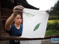 贵州榕江：侗寨秋日制布忙