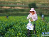 宁夏西吉：冷凉蔬菜产业助脱贫