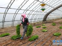 宁夏西吉：冷凉蔬菜产业助脱贫