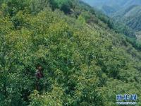 浙江临安：山核桃开杆采收