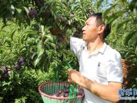四川理县：青红脆李喜丰收