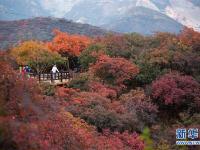 北京坡峰岭：金秋红叶引游人