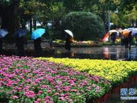 重庆市第24届菊花艺术展拉开帷幕