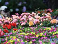 重庆：花博会人气足