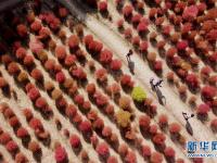上海：观赏地肤正当时