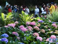 重庆：花博会人气足