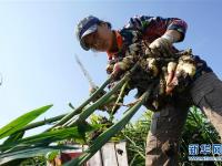 河北丰润：万亩生姜喜获丰收