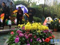 重庆市第24届菊花艺术展拉开帷幕