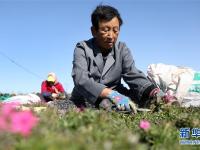 辽宁台安：花田小镇漫芬芳