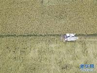 晚稻抢收忙