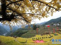 美丽山村开启金秋画卷
