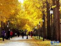 圆明园秋景醉游人