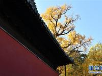 北京：古寺银杏引客来