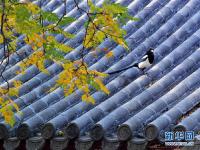 圆明园秋景醉游人