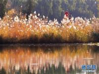 圆明园秋景醉游人