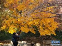 圆明园秋景醉游人