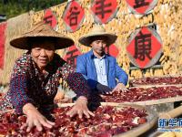 福建尤溪：诗意桂峰 晒秋人家