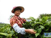 岭南茶乡采茶忙