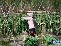 广西柳州：冬季头菜采收忙